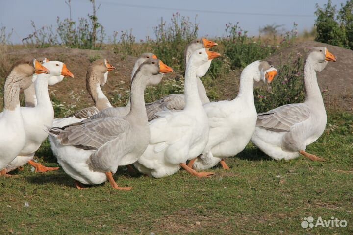 Холмогорские гуси