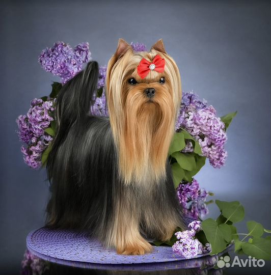 Мини йорк для вязки, беби фейс