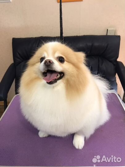 Стрижка собак (груминг)