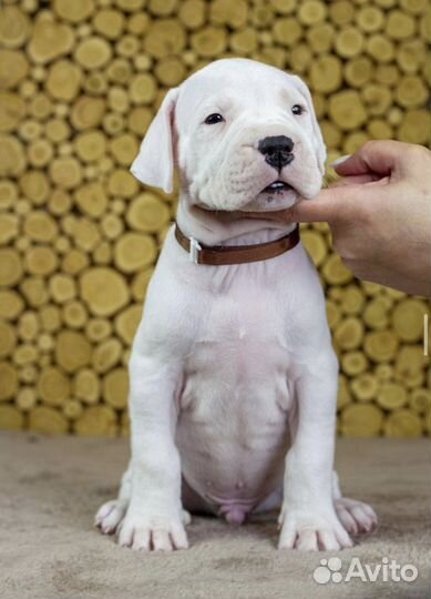 Аргентинский дог