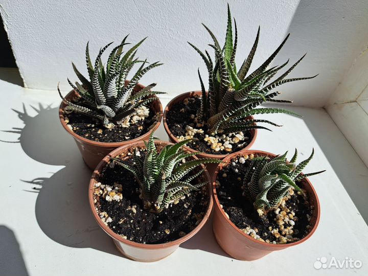 Суккуленты