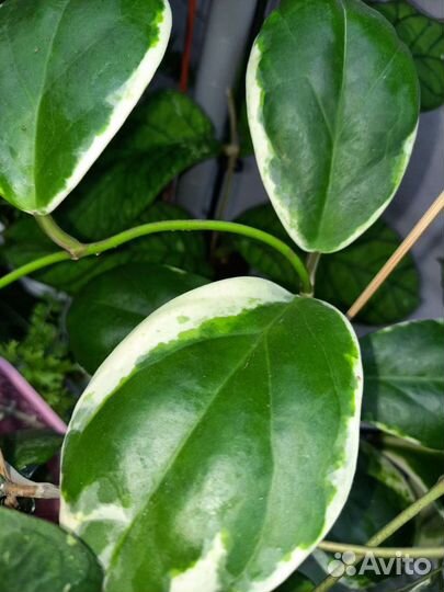 Хойи сортовые