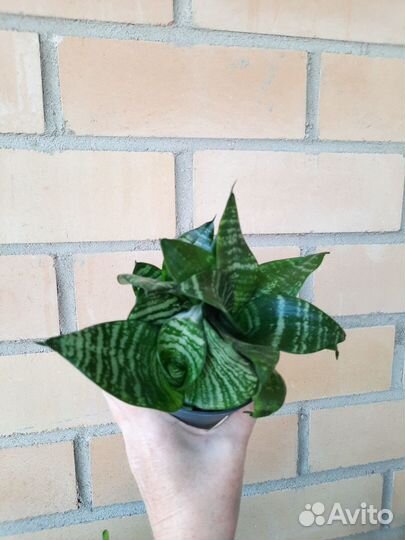 Сансевиерия Ханни грин