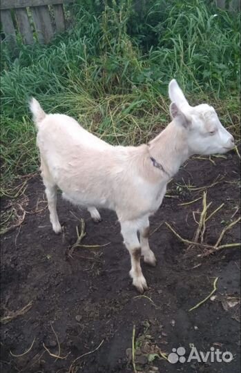 Коза дойная комолая и козочка