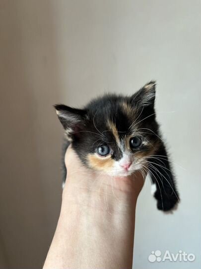 Шотланская кошка