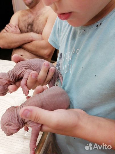 Котята канадского сфинкса