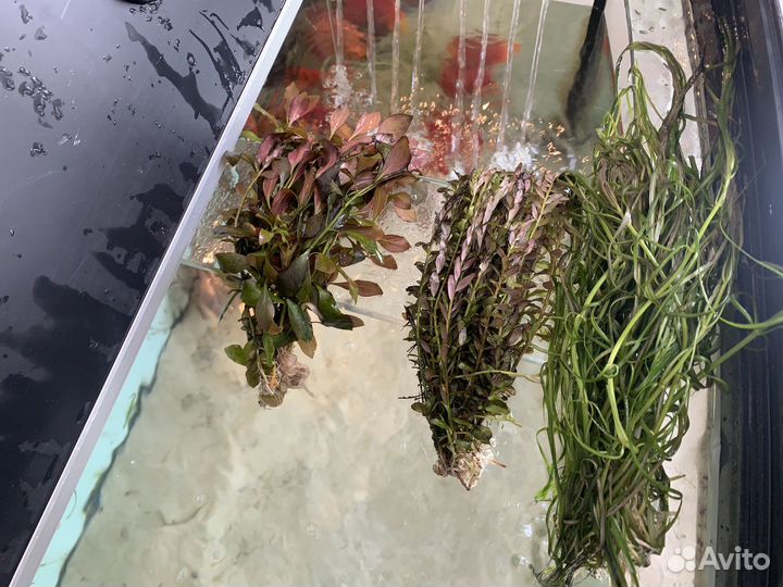 Аквариумное растение 3 пучка
