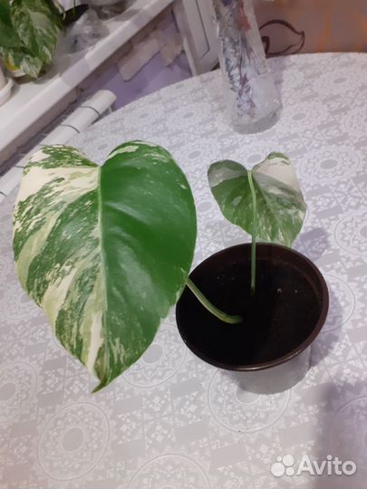 Комнатные цветы монстера альба. вариегатная