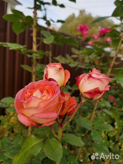 Саженцы роз