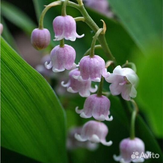 Садовые растения