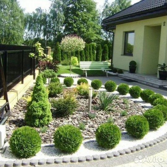 Туя западная Даника