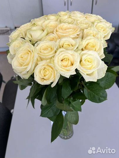 Роза белая. Букеты из 15,25,31,51, 101 розы