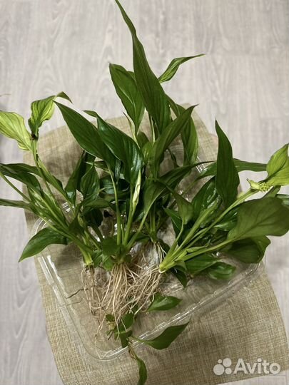 Спатифиллум Женское счастье