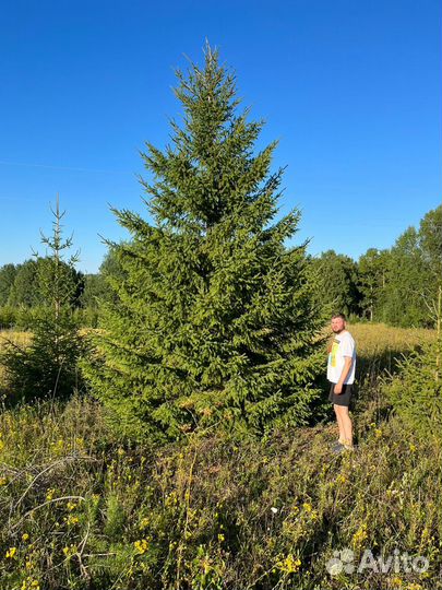 Ель живая оптом