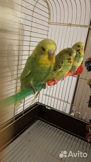 Чехи выставочные волнистые попугаи девочки