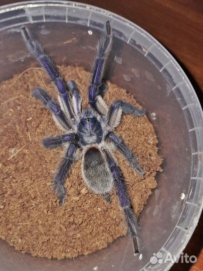 Паук птицеед monocentropus balfouri
