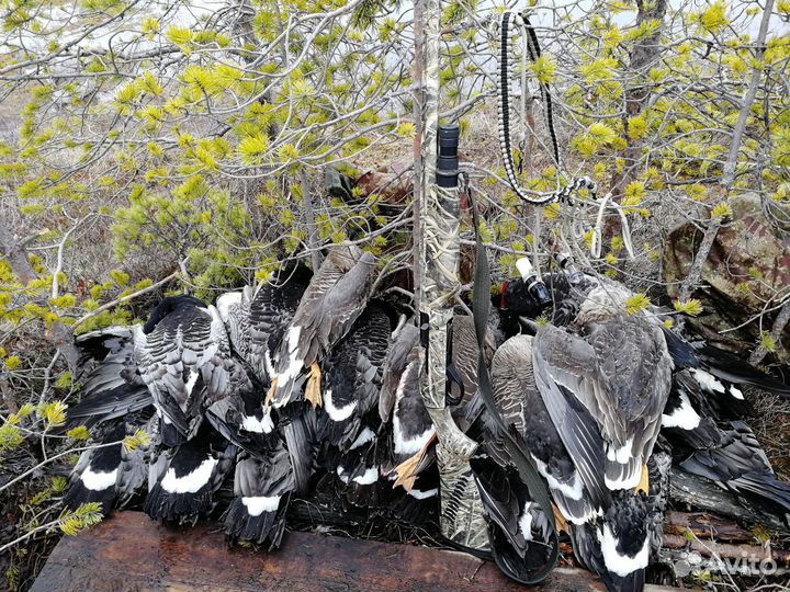 Организую охоту на гуся на болотах Архангельской