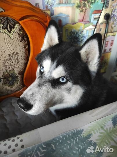 Передержка собак/животных. Выгул собак. Зоотакси