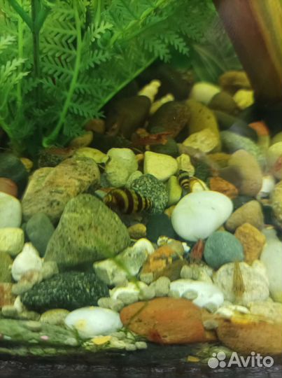 Три Хелены. Улитка