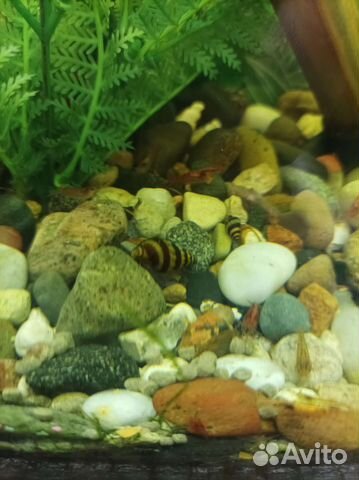 Три Хелены. Улитка