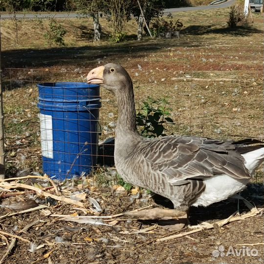 Гуси тульские горбоносые