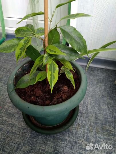 Фикус бенджамина пестролистный