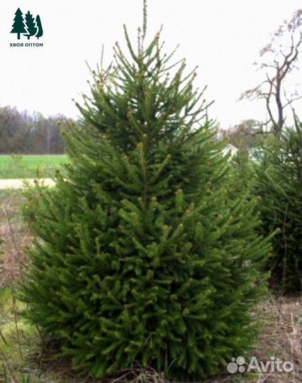 Ель артикул М-125