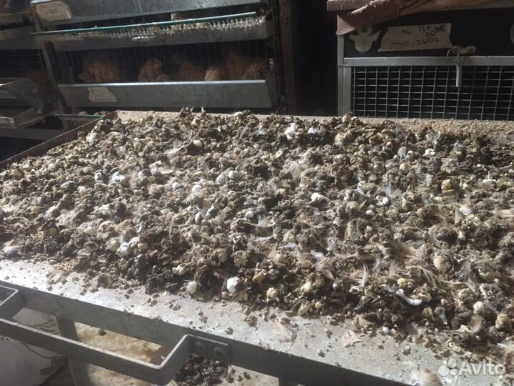 Перепелиный помет