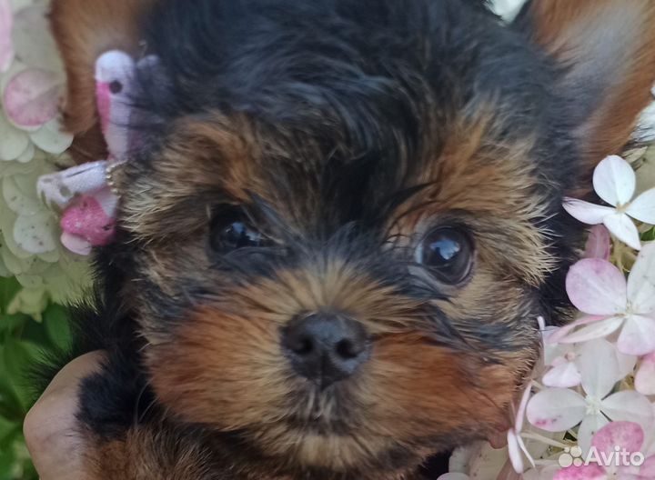 Йоркширский терьер Вязка