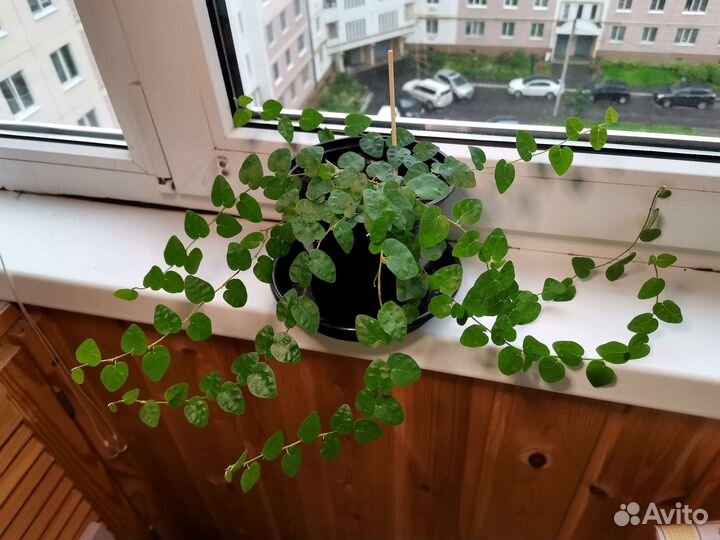 Комнатные растения