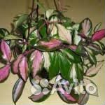 Хойя Кримсон Квин. Карноза Триколор