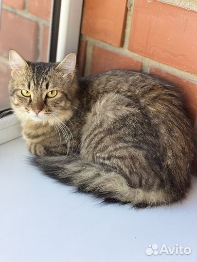 Кот в добрые руки