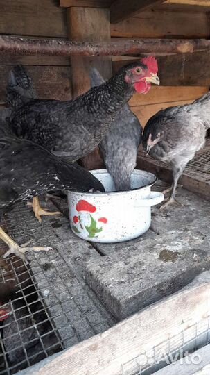 Курочки несушки