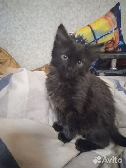 Зимние Котята