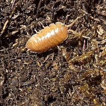 Мокрицы, слизни