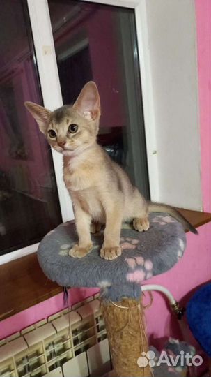 Абиссинские котята