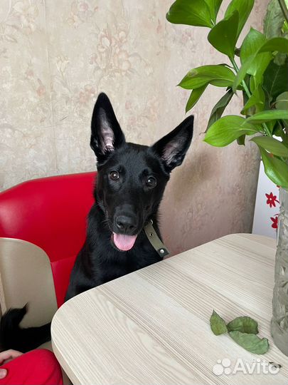 Отдам собаку