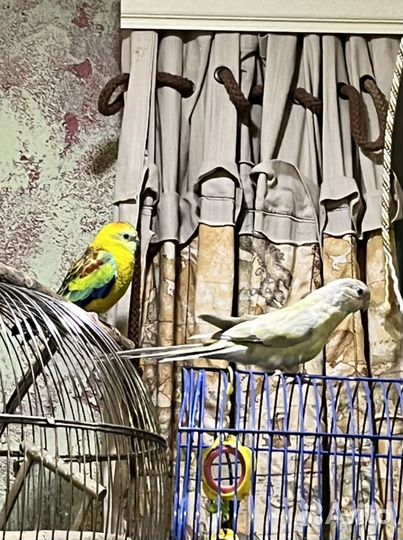 Певчие птицы, попугаи