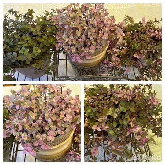 Коллеусы, каллизии, аптении