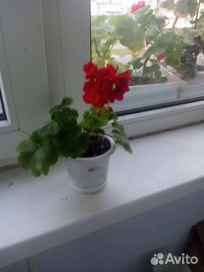 Домашние растения