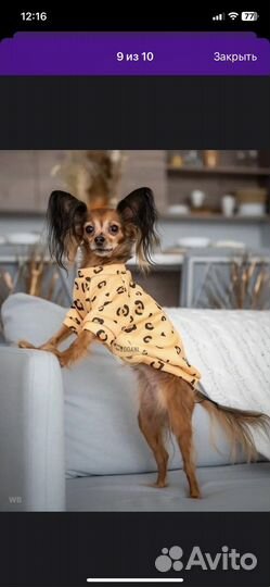 Одежда для собак