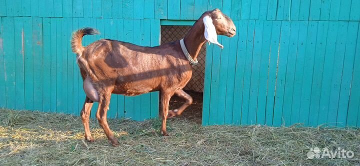 Козы Камори