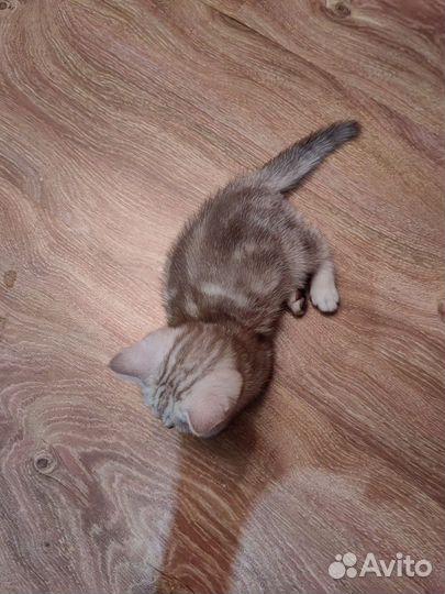 Шотландский котята