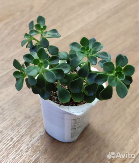 Аихризон, аихризон вариегатный