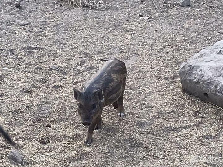 Поросята дикого кабана