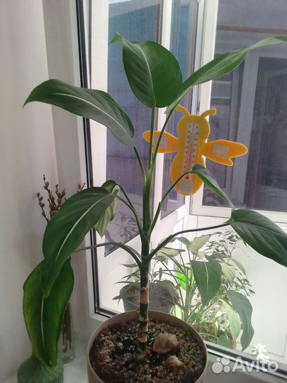 Эухарис амазонская лилия