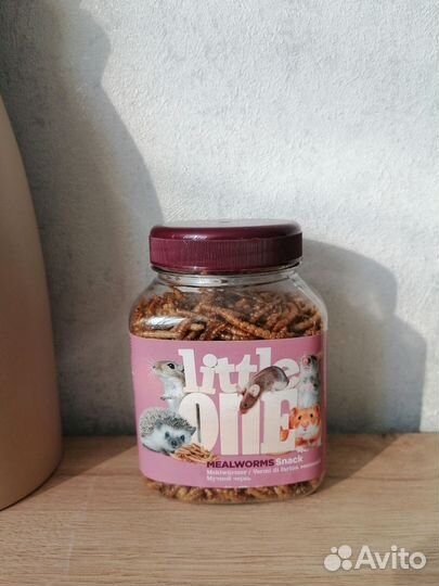 Мучной червь