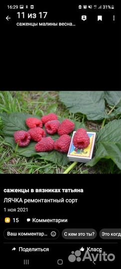 Саженцы малины