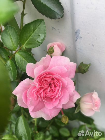 Старинная английская Роза