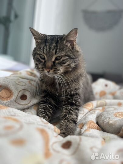Кот курильский бобтейл
